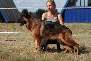 Foto №1. deutscher schäferhund - zum Verkauf in der Stadt Saratov | Verhandelt | Ankündigung № 3074