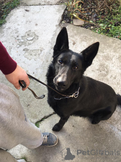 Foto №4. Ich werde verkaufen deutscher schäferhund in der Stadt Нови Сад. quotient 	ankündigung - preis - verhandelt