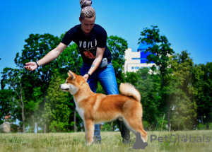 Foto №3. Akita Inu Junge (Hachiko). Weißrussland