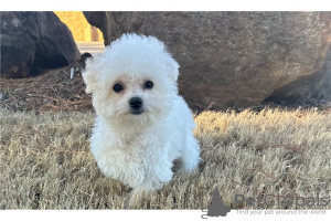 Foto №4. Ich werde verkaufen bichon frisé in der Stadt Cave.  - preis - verhandelt