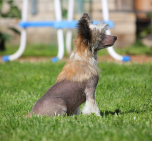 Foto №2 zu Ankündigung № 3369 zu verkaufen chinesischer schopfhund - einkaufen Russische Föderation vom kindergarten