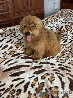 Foto №1. pudel (toy) - zum Verkauf in der Stadt Kiew | 1200€ | Ankündigung № 157862