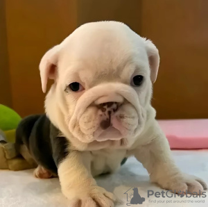 Foto №2 zu Ankündigung № 126594 zu verkaufen englische bulldogge - einkaufen Schweden 