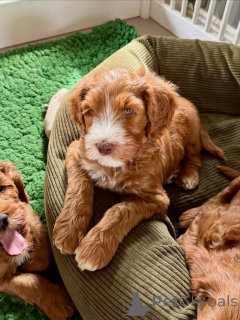 Foto №2 zu Ankündigung № 174900 zu verkaufen labradoodle - einkaufen Frankreich quotient 	ankündigung