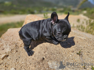 Foto №3. Französische Bulldogge, weiblich, AKC-Haustierqualität. USA