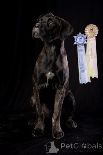 Foto №2 zu Ankündigung № 150213 zu verkaufen cane corso italiano - einkaufen Rumänien züchter