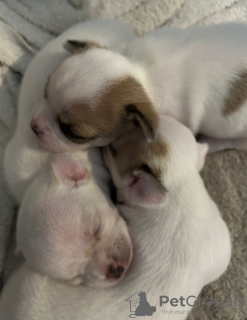 Foto №3. Tanya Peri. Israel