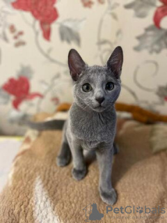 Foto №1. russisch blau - zum Verkauf in der Stadt München | 500€ | Ankündigung № 130346