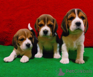 Foto №1. beagle - zum Verkauf in der Stadt Kazan | 650€ | Ankündigung № 50229