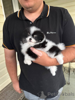 Foto №1. pommersche spitz - zum Verkauf in der Stadt Warschau | verhandelt | Ankündigung № 163386