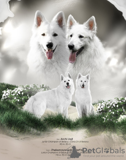 Foto №1. berger blanc suisse - zum Verkauf in der Stadt Minsk | verhandelt | Ankündigung № 61151