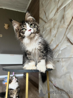 Foto №1. maine-coon-katze - zum Verkauf in der Stadt Kassel | verhandelt | Ankündigung № 169923