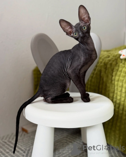 Foto №1. cornish rex - zum Verkauf in der Stadt Berlin | verhandelt | Ankündigung № 164283