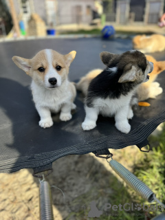 Foto №1. welsh corgi - zum Verkauf in der Stadt Bačka Topola | 1300€ | Ankündigung № 126742