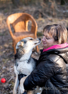 Foto №4. Ich werde verkaufen mischlingshund in der Stadt Москва.  - preis - Frei