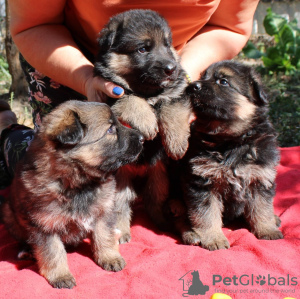 Foto №2 zu Ankündigung № 75855 zu verkaufen deutscher schäferhund - einkaufen Frankreich vom kindergarten