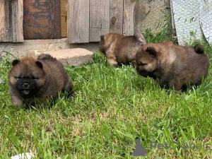 Foto №3. Chow-Chow-Welpen. Serbien