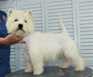 Foto №2 zu Ankündigung № 68882 zu verkaufen west highland white terrier - einkaufen Russische Föderation quotient 	ankündigung, vom kindergarten, züchter