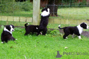 Foto №3. Border-Collie-Welpen. Schweden