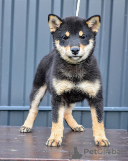 Foto №4. Ich werde verkaufen shiba in der Stadt Belgrad. züchter - preis - verhandelt