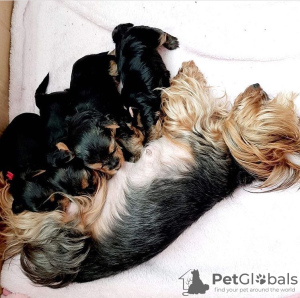 Foto №3. Zwei erschwingliche Yorkshire-Terrier-Welpen zur Adoption. Deutschland