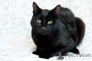 Foto №3. Liebevoller Tikhon. Weißrussland