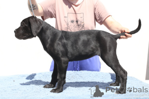 Foto №2 zu Ankündigung № 140502 zu verkaufen cane corso italiano - einkaufen Rumänien züchter