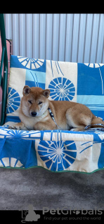 Foto №3. Shiba Inu-Welpen. Russische Föderation