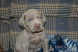 Foto №1. weimaraner - zum Verkauf in der Stadt Chorherrn | verhandelt | Ankündigung № 91595