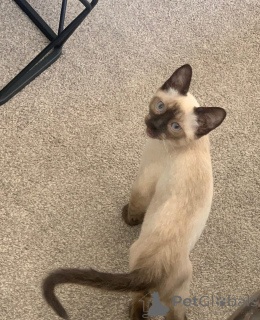 Foto №3. Siamesische Katzen zum Verkauf loyal, lautstark und schön. Deutschland