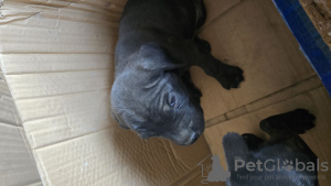 Foto №2 zu Ankündigung № 110552 zu verkaufen cane corso italiano - einkaufen Usbekistan quotient 	ankündigung