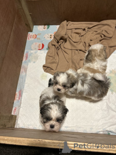 Foto №2 zu Ankündigung № 155752 zu verkaufen shih tzu - einkaufen USA quotient 	ankündigung