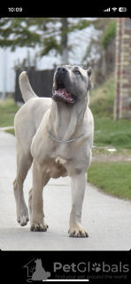 Foto №1. cane corso italiano - zum Verkauf in der Stadt Belgrad | Frei | Ankündigung № 81997