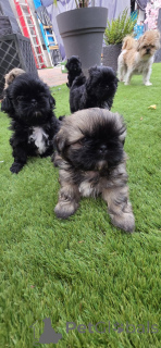 Foto №2 zu Ankündigung № 165595 zu verkaufen shih tzu - einkaufen Niederlande quotient 	ankündigung, züchter