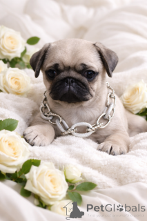 Foto №1. mops - zum Verkauf in der Stadt Dnipro | 500€ | Ankündigung № 165045