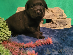 Foto №2 zu Ankündigung № 117145 zu verkaufen labrador retriever - einkaufen Weißrussland vom kindergarten