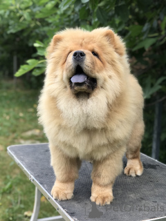 Foto №2 zu Ankündigung № 144418 zu verkaufen chow-chow - einkaufen Serbien züchter