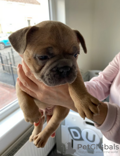 Zusätzliche Fotos: Französische Bulldoggenwelpen zu verkaufen