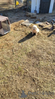 Foto №3. Great Pyrenees Puppies for sale. Deutschland