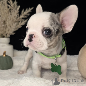 Foto №4. Ich werde verkaufen französische bulldogge in der Stadt Zoll Strand. quotient 	ankündigung - preis - verhandelt