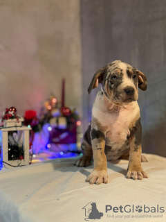 Foto №2 zu Ankündigung № 127951 zu verkaufen american bully - einkaufen Serbien quotient 	ankündigung