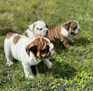 Foto №1. englische bulldogge - zum Verkauf in der Stadt Hattingen | 450€ | Ankündigung № 169438