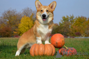 Foto №4. Ich werde verkaufen welsh corgi in der Stadt Kharkov. quotient 	ankündigung, vom kindergarten, züchter - preis - 1437€