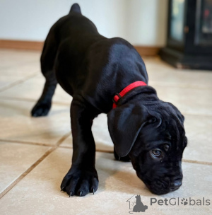 Foto №4. Ich werde verkaufen cane corso italiano in der Stadt Fagervik. züchter - preis - verhandelt