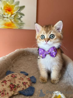 Foto №1. britisch kurzhaar - zum Verkauf in der Stadt Aarschot | verhandelt | Ankündigung № 158620