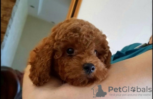 Foto №3. ROTE PUDEL PREMIUM. Serbien