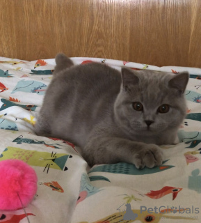 Foto №3. Schöne britische Katze. Tschechische Republik