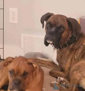 Foto №4. Ich werde verkaufen dogue de bordeaux in der Stadt Taufkirchen. quotient 	ankündigung - preis - 580€