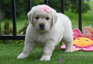 Foto №4. Ich werde verkaufen golden retriever in der Stadt Marseille. quotient 	ankündigung, züchter - preis - 1000€