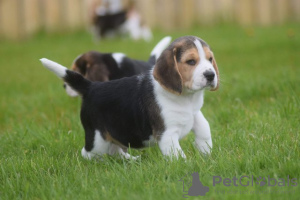 Foto №1. beagle - zum Verkauf in der Stadt Prag | 331€ | Ankündigung № 111176